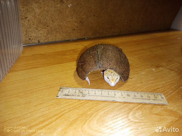 Фон, укрытие, Кокос, террариум/аквариум