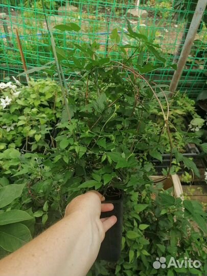 Клематисы Люкс