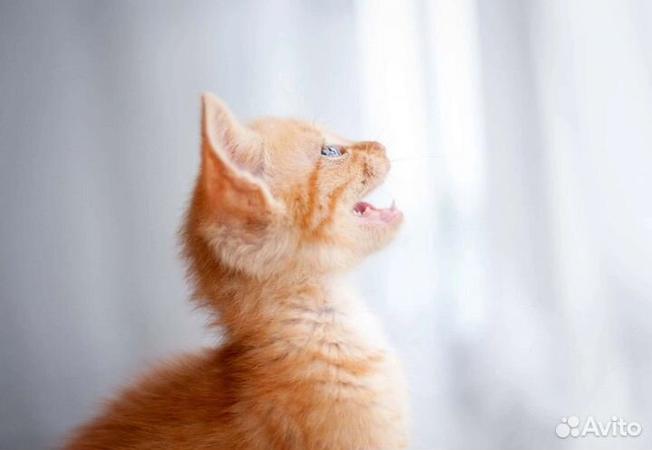 Ежкин кот - в дар