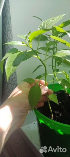 Рассада острого перца