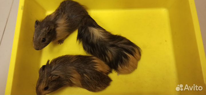 Морская свинка