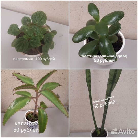 Комнатные цветы