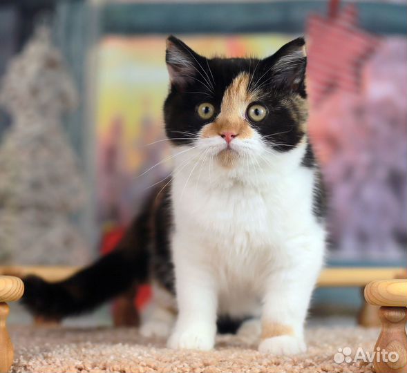 Рыжик и черепашка