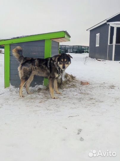 Собака метис маламут