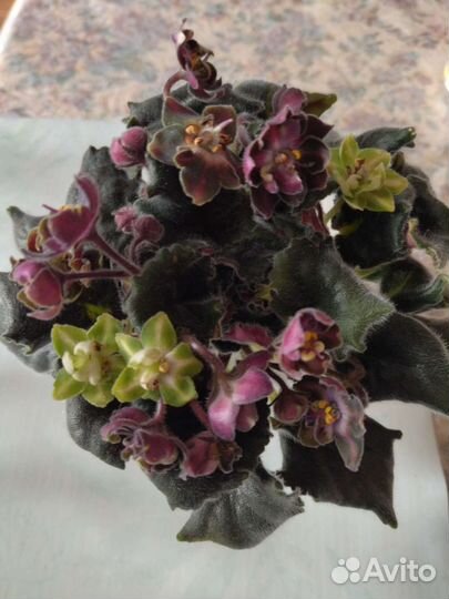 Цветущие фиалки