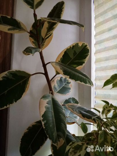 Цветы комнатные