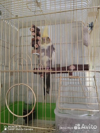 Попугай корелла с клеткой