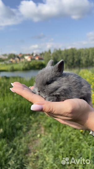 Кролики ручные