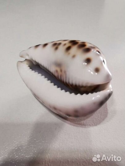 Ракушка морская