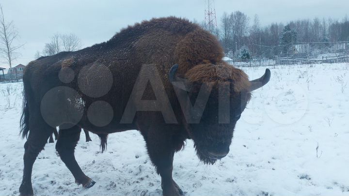 Дом 30 м² на участке 100 сот.