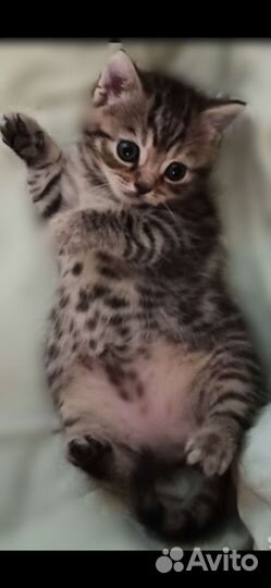 Шотландские котята