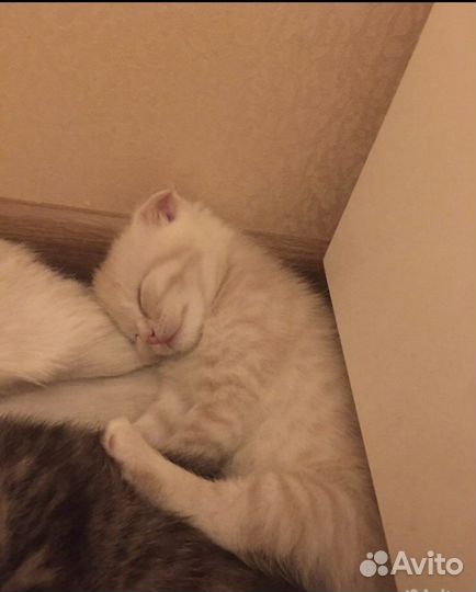 Шотландская вислоухая кошка и 2 кота