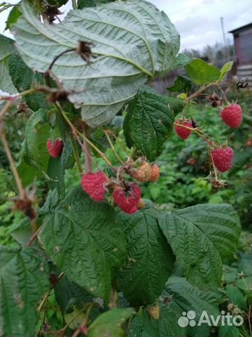 Саженцы ремонтантной малины, цветы