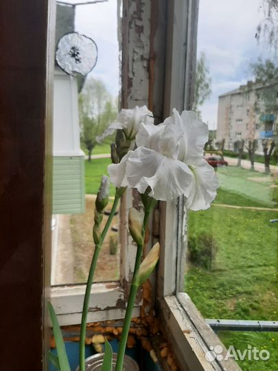 Георгин клубни