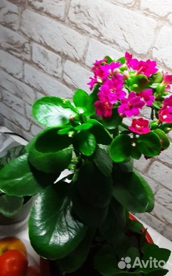 Комнатные цветы