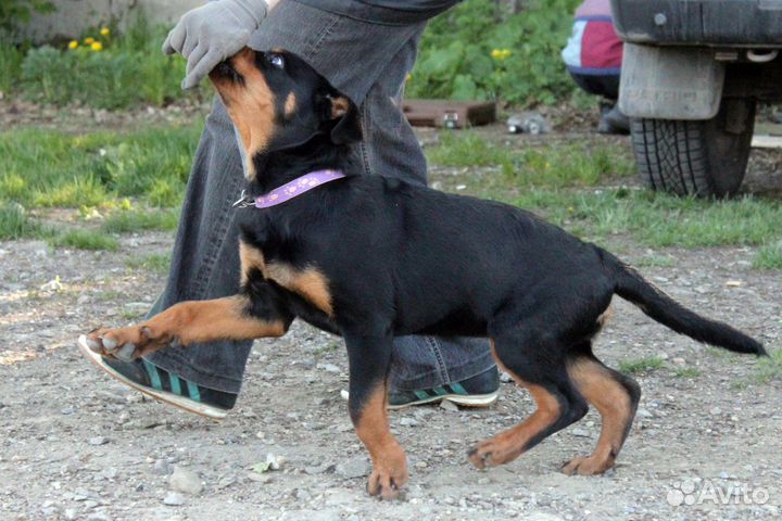 Дрессировка собак