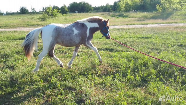 Жеребчик уэльского пони