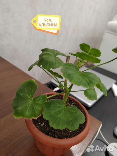 Пеларгонии сортовые