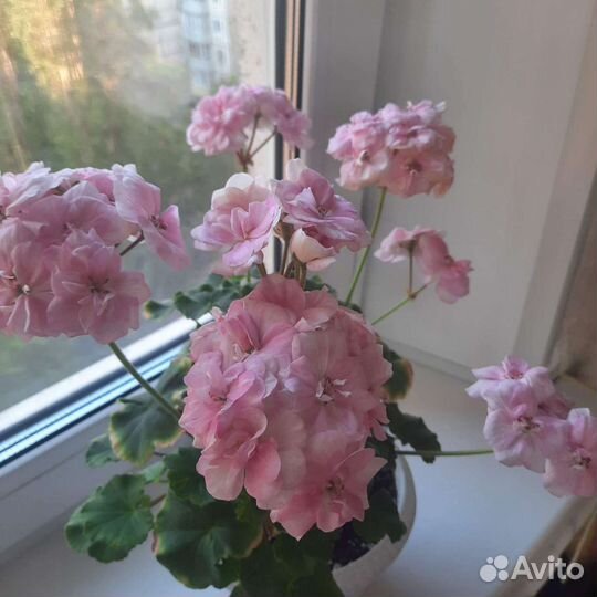 Пеларгония