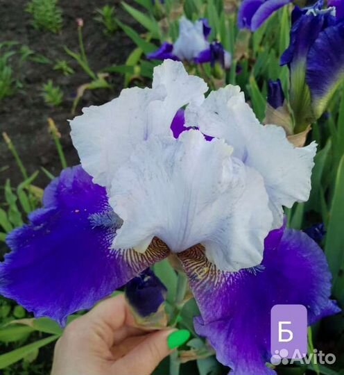 Ирис высокий бородатый