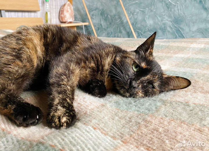 Ласкуша кисонька в добрые руки