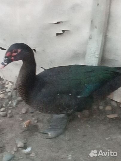 Мускусные утки тяжелые линии