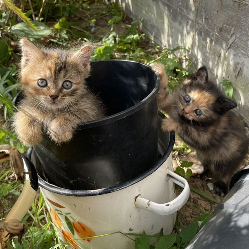 Котята от тайского кота, 1,5мес