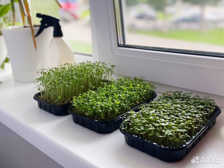 Семена Микрозелень от 50 грамм арт.0033