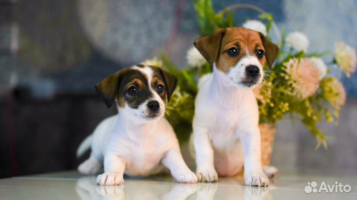 Джеко детки документы РКФ