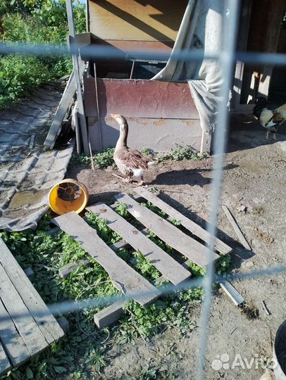 Гуси кубанские