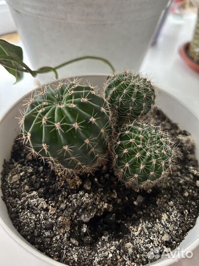 Кактус цветущий