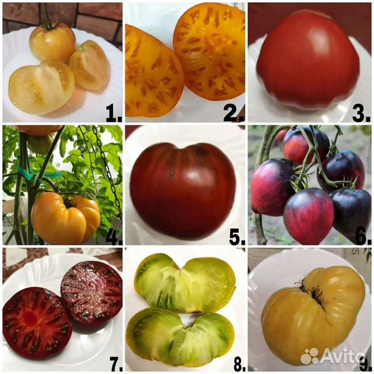 Семена коллекционных томатов