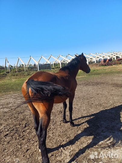 Лошадь жеребец