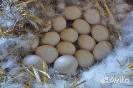 Яйца мускусной утки