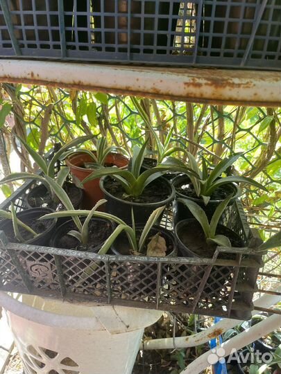 Детки агавы