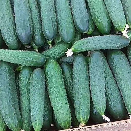 Рассада элитных огурцов