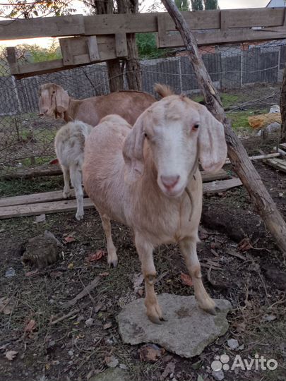 Продам Кози