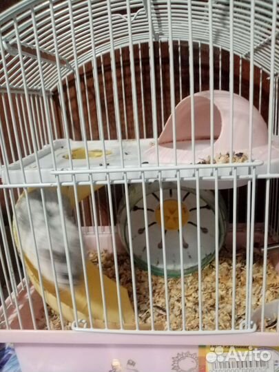 Джунгарский хомяк, 2500р