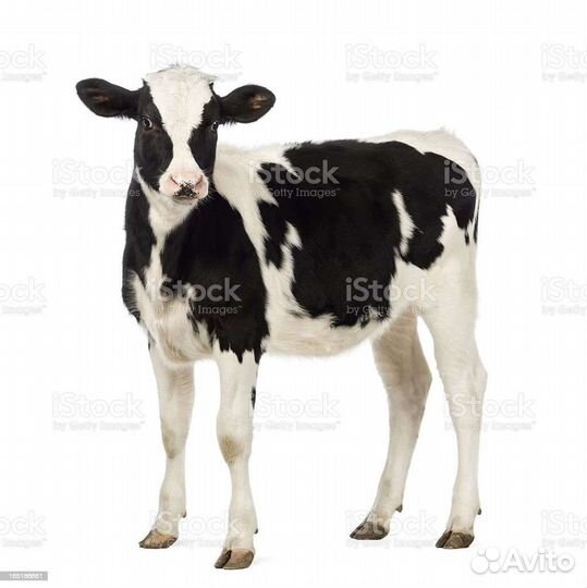 Телята бычки