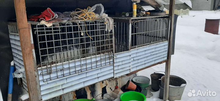 Клетки для кроликов