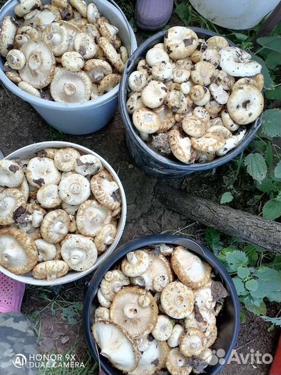 Грибы грузди соленые