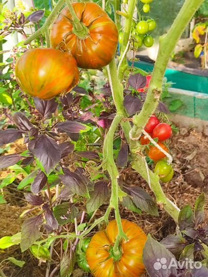 Семена сортовых томатов