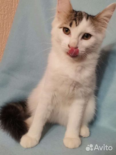 Кошечка ищет дом