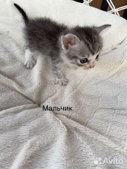 Отдам котят в добрые руки