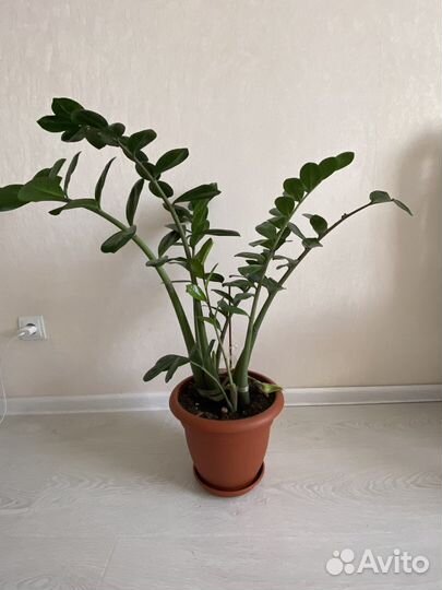 Замиокулькас долларовое дерево