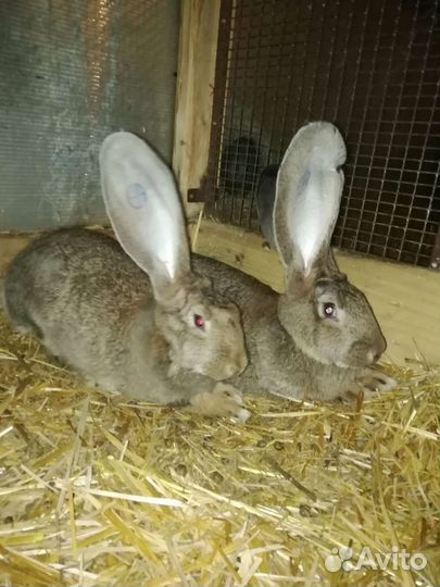 Кролики породы фландр