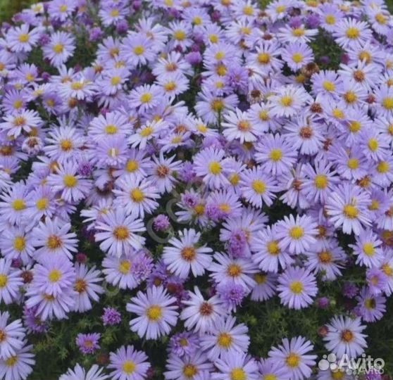 Вербейник, астра, иссоп, золотарник