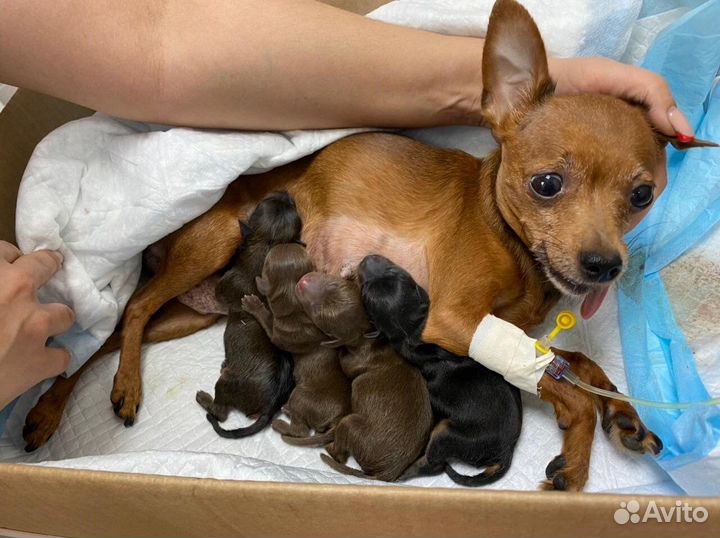 Врач-Ветеринар на дом круглосуточно Ветеринарный