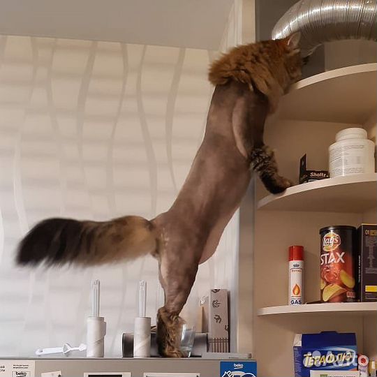 Стрижка кошек и котов