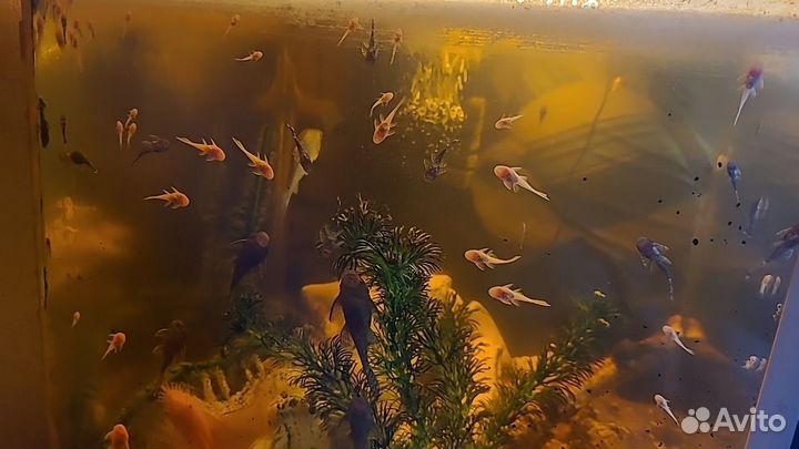 Сомики анциструсы